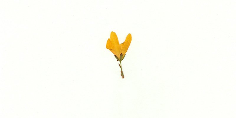 forsycja