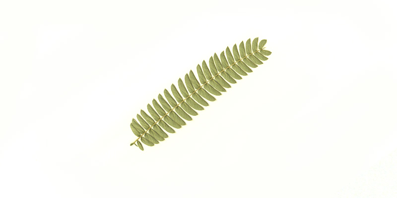 robinia
