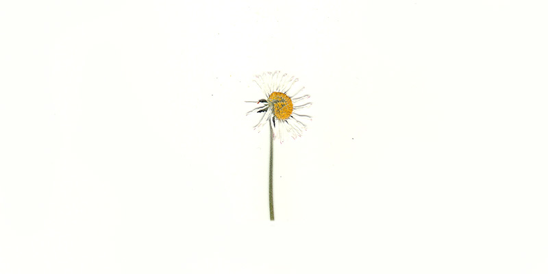 stokrotka